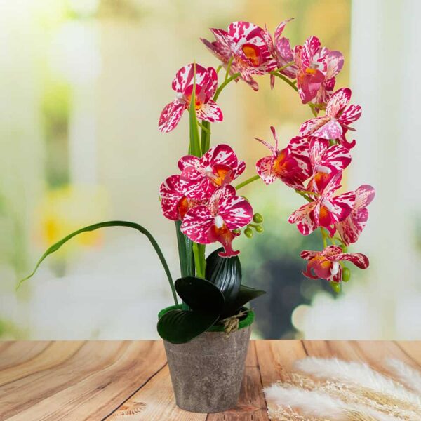 Arrangement - Orchid